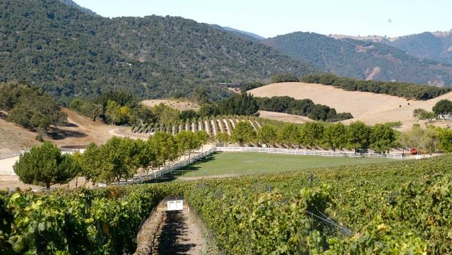 Image about The Vineyard