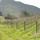 Image about The Vineyard #10