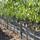 Image about The Vineyard #12