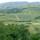 Image about The Vineyard #14