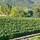 Image about The Vineyard #21