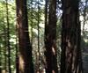 59431 Garrapatos RD., Big Sur, CA - Thumbnail Image #28