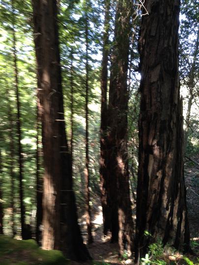 Property Listings in Big Sur