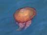 Thumbnail Image #58 of 67