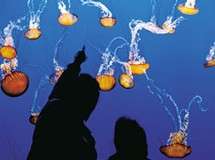 Image about Monterey Bay Aquarium VIP Experience
