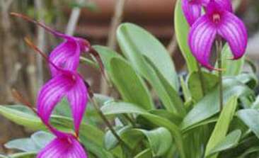 Image about Masdevallia Cascade blooming in the garden