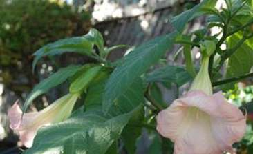 Image about Angel Trumpet Frosty Pink (the Angel Trumpet flower is our logo for the inn)