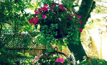 Image about Garden