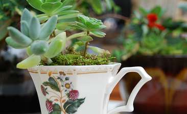 Image about Bring home a little piece of Carmel with a delightful cup garden.