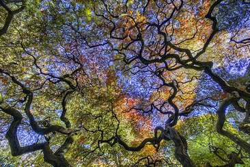 Image about Tree of Life by Gary Geiger