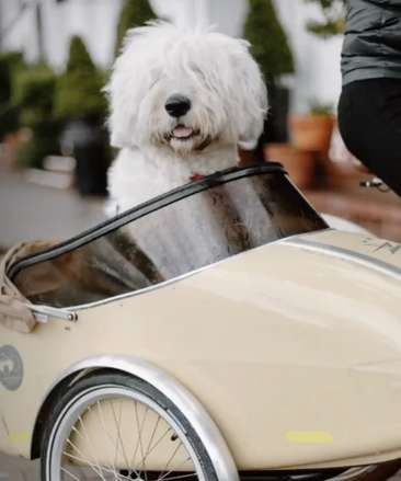 Image about Mad Dogs & Englishmen Bike Shop