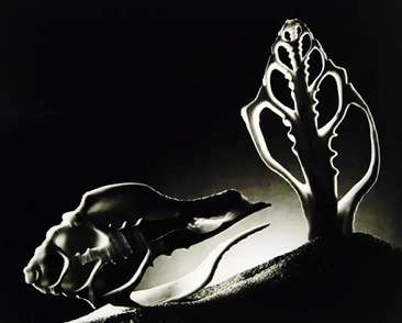 Image about Ruth Bernhard - Cross Section