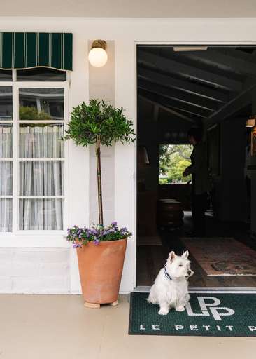 Image about LPP Ocean Lobby Entrance with dog