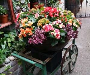 Image about Tiger Lilly Florist and Gifts