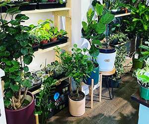 Image about Planted