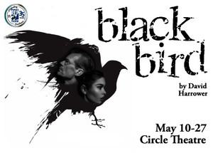 Blackbird
