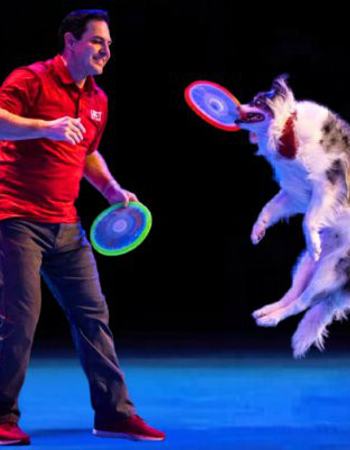The Perondi's Stunt Dog Experience