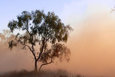 Image of the Outback, tree and fog