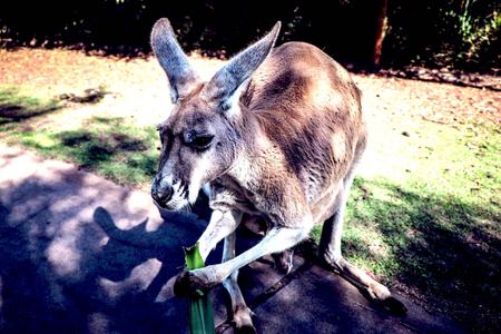 Kangaroo