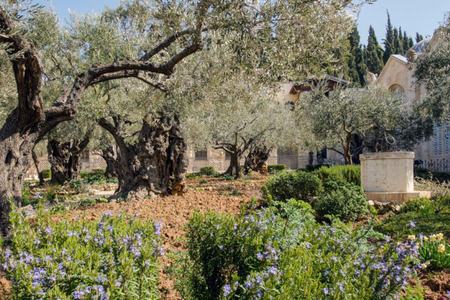 Garden of Gethsemane
