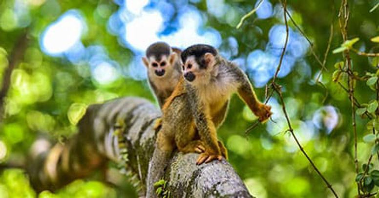 Costa Rica: A World of Nature