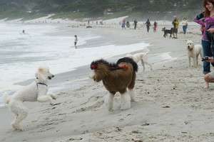Carmel Poodle Day 2014 by Dasja Dolan