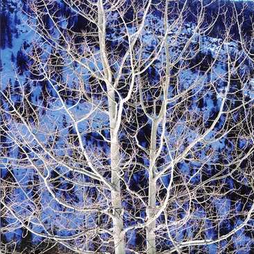 Image about Glowing Winter Aspen by Christopher Burkett