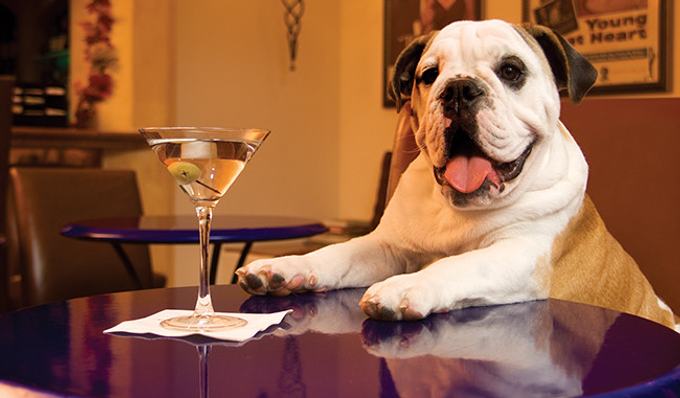 Dog-Friendly