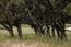 25520 Via Malpaso, Lot 92 (Image 2)