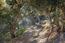 51 Marguerite (Tehama Homesite 51) - SOLD (Image 29)