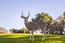 51 Marguerite (Tehama Homesite 51) - SOLD (Image 44)