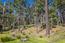 Luxury Homes for sale in Pebble Beach (Image 9)