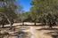 25600 Via Malpaso (Image 6)