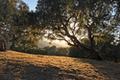 8345 Vista Monterra (Lot 151) thumbnail photo #1