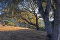 8345 Vista Monterra (Lot 151) thumbnail photo #3