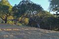 8345 Vista Monterra (Lot 151) thumbnail photo #13