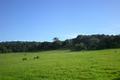 Via Malpaso (Lot 94) thumbnail photo #1