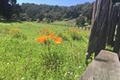 7572 Paseo Vista Place (Lot 52) thumbnail photo #6
