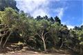 7830 Monterra Oaks Road (Lot 104) thumbnail photo #2