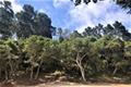7830 Monterra Oaks Road (Lot 104) thumbnail photo #4