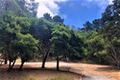7830 Monterra Oaks Road (Lot 104) thumbnail photo #6