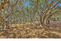 25600 Via Malpaso ( Lot 84) thumbnail photo #18