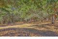 25600 Via Malpaso ( Lot 84) thumbnail photo #20
