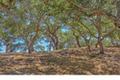 25600 Via Malpaso ( Lot 84) thumbnail photo #26