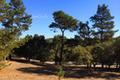 24262 Via Malpaso (Lot 28) thumbnail photo #4