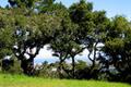 7870 Monterra Oaks (Lot 108) RD thumbnail photo #7