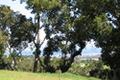 7870 Monterra Oaks (Lot 108) RD thumbnail photo #8