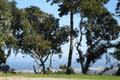 7870 Monterra Oaks (Lot 108) RD thumbnail photo #9