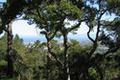 7870 Monterra Oaks (Lot 108) RD thumbnail photo #10