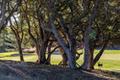 25520 Via Malpaso (Lot 92) thumbnail photo #4